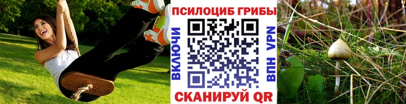 закладка  Чердынь  Галлюциногенные грибы Psilocybe 